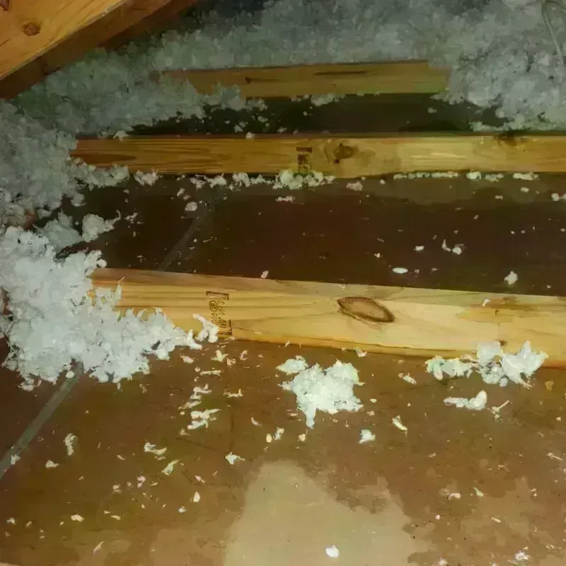 Attic Water Damage in Odem, TX