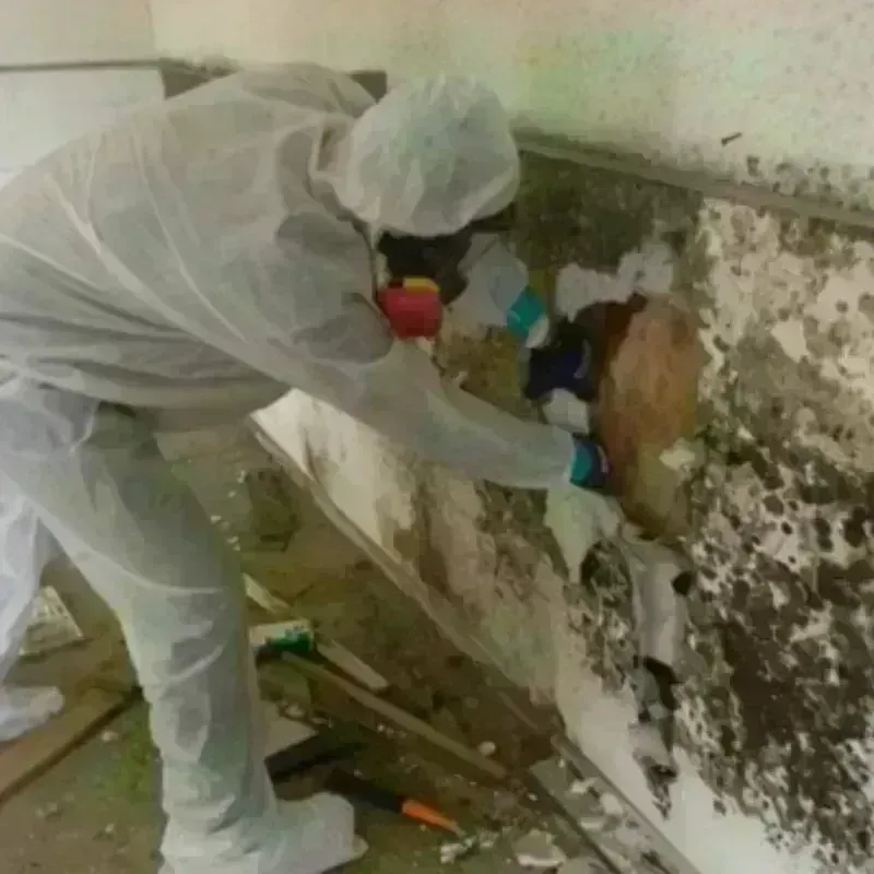 Mold Remediation and Removal in Odem, TX